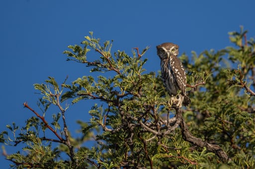 Tswalu Kalahari - birding (3)