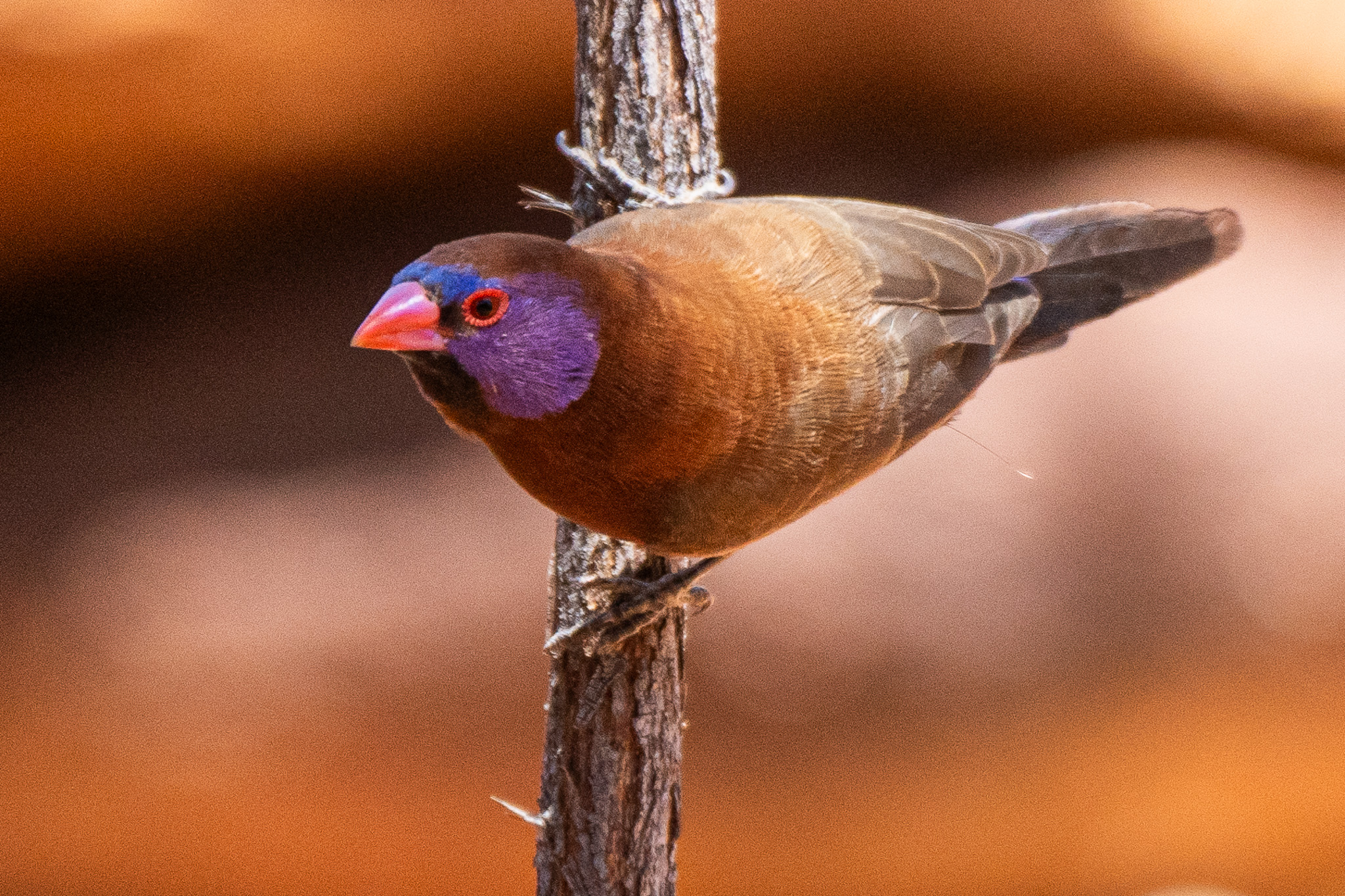 Violet-eared Waxbill in the Kalahari