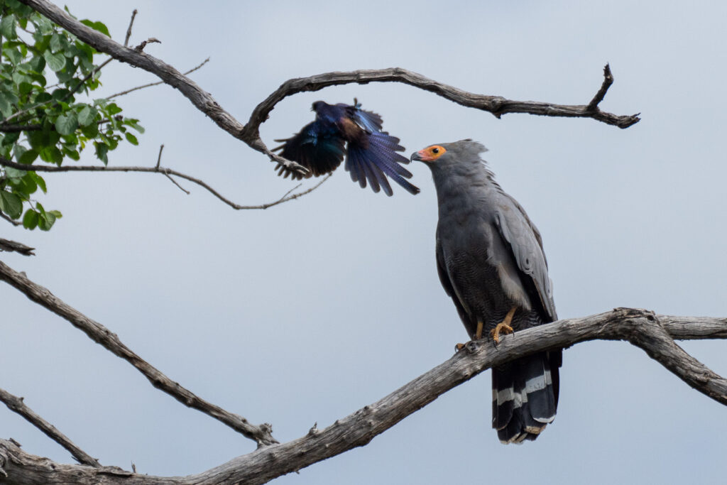 Lower Zambezi - bird interaction Meve's Starling harassing an African Harrier-hawk